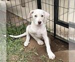 Small #6 Labrador Retriever Mix