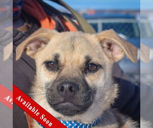 Puggle Dogs for adoption in Huntley, IL, USA