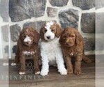 Small #1 Goldendoodle