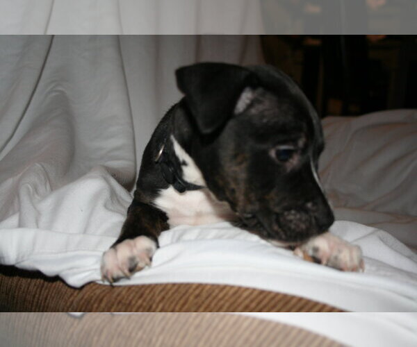 Medium Photo #12 American Staffordshire Terrier-Unknown Mix Puppy For Sale in Holly Springs, NC, USA