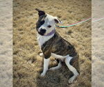 Small #2 Bullboxer Pit
