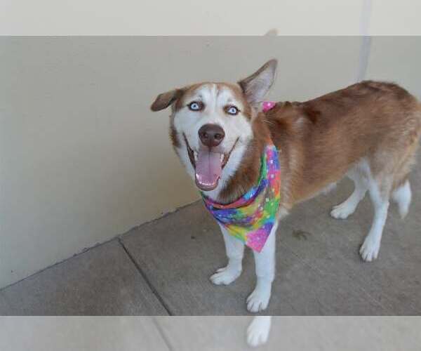 Medium Photo #2 Siberian Husky-Unknown Mix Puppy For Sale in McKinney, TX, USA