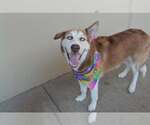 Small #1 Siberian Husky Mix