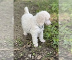 Small Photo #3 Poodle (Standard) Puppy For Sale in PLEASANT HILL, MO, USA
