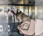 Small Neapolitan Mastiff Mix