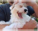 Small Photo #27 Maltipoo Puppy For Sale in BRISTOL, PA, USA