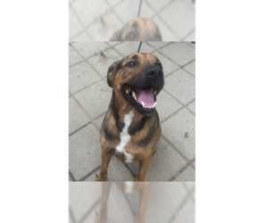 Mutt Dogs for adoption in Grovertown, IN, USA