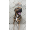 Small Mutt