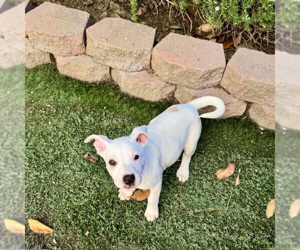Medium Photo #6 Aussiedor Puppy For Sale in San Juan Capistrano, CA, USA