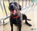 Tigri - Male Labrador Retriever-Unknown Mix Dog for Adoption - Small photo