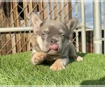 Small #5 French Bulldog