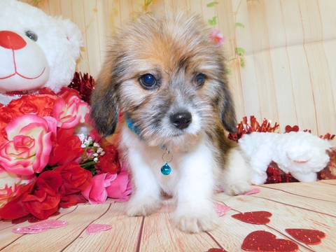 Medium Photo #2 Bea-Tzu Puppy For Sale in HAMMOND, IN, USA