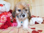 Small Photo #2 Bea-Tzu Puppy For Sale in HAMMOND, IN, USA