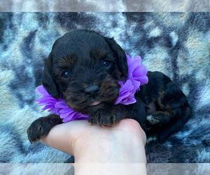 Cavapoo Puppy for sale in CAMPBELLSVILLE, KY, USA