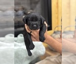 Puppy Blue Labrador Retriever