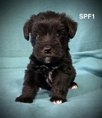 Schnauzer (Miniature) Puppy for sale in SMITHVILLE, MS, USA