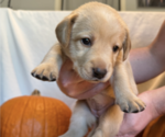 Puppy INDY Labrador Retriever