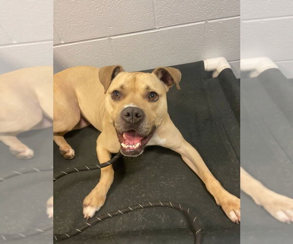 Medium Photo #2 Boxador Puppy For Sale in South Bend, IN, USA