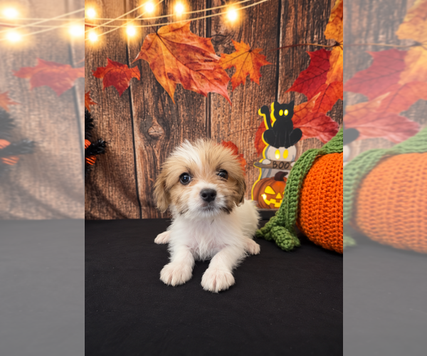 Medium Photo #3 ShihPoo Puppy For Sale in MORENO VALLEY, CA, USA
