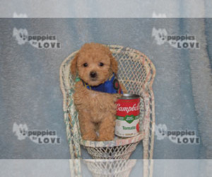 Poodle (Toy) Puppy for sale in SANGER, TX, USA