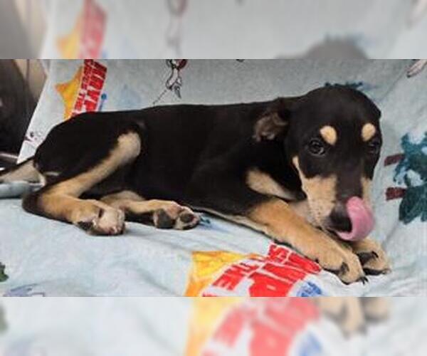 Medium Photo #1 Doberman Pinscher-Unknown Mix Puppy For Sale in HESPERIA, CA, USA