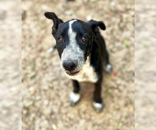Medium Photo #6 German Shepherd Dog-Unknown Mix Puppy For Sale in Godley, TX, USA