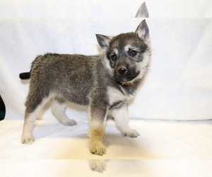 Norwegian Elkhound Puppy for sale in SHILOH, OH, USA