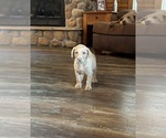 Small Labrador Retriever