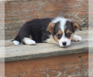 Pembroke Welsh Corgi Puppy for sale in MILTON, WI, USA