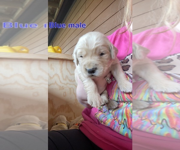 Medium Photo #10 Golden Retriever Puppy For Sale in PHIL CAMPBELL, AL, USA