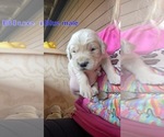 Small Photo #10 Golden Retriever Puppy For Sale in PHIL CAMPBELL, AL, USA