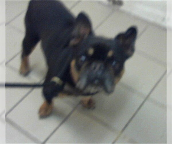Medium Photo #1 French Bulldog Puppy For Sale in Santa Maria, CA, USA