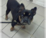 Small French Bulldog