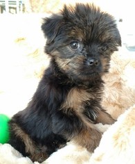 Shorkie Tzu Puppy for sale in WARREN, MA, USA