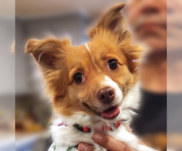 Medium Photo #2 Papillon-Unknown Mix Puppy For Sale in Corona, CA, USA