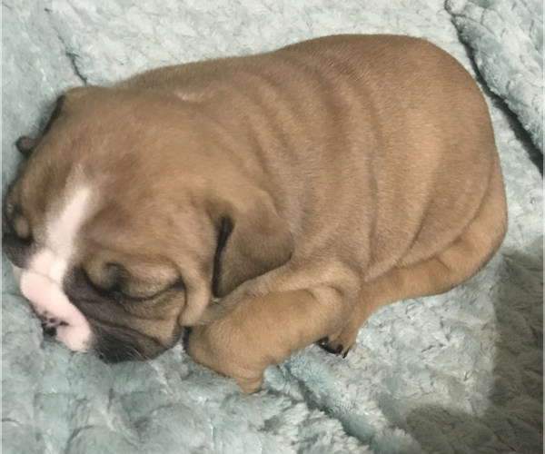 Medium Photo #12 Bulldog Puppy For Sale in OAK RIDGE N, TX, USA