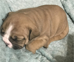 Small Photo #12 Bulldog Puppy For Sale in OAK RIDGE N, TX, USA