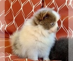 Small Photo #2 Pomeranian Puppy For Sale in BUFORD, GA, USA
