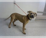 Small American Pit Bull Terrier Mix