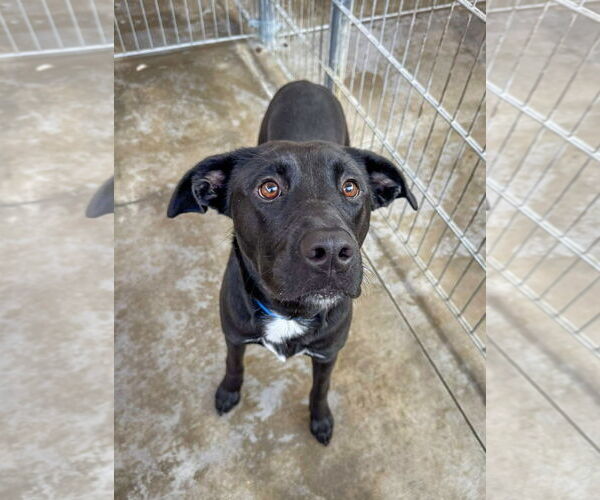Medium Photo #1 Labrador Retriever-Unknown Mix Puppy For Sale in San Diego, CA, USA