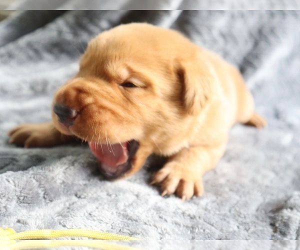 Medium Photo #4 Labrador Retriever Puppy For Sale in CELINA, OH, USA