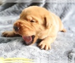Puppy Puppy 3 yellow Labrador Retriever