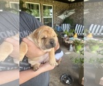 Small #9 Chinese Shar-Pei