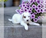 Small #4 Goldendoodle (Miniature)