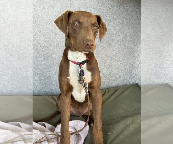 Medium Photo #3 Doberman Pinscher-Retriever  Mix Puppy For Sale in Apple Valley, CA, USA