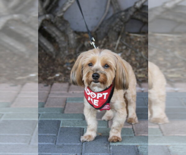 Medium Photo #7 Maltese-Unknown Mix Puppy For Sale in Mission Viejo, CA, USA