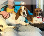 Small #8 Basset Hound