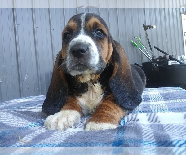 Puppyfinder Com View Ad Photo 8 Of Listing Basset Hound Puppy