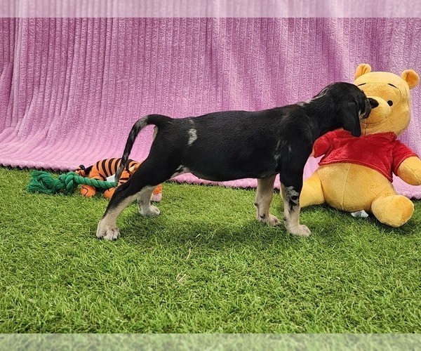 Medium Photo #3 Catahoula Leopard Dog Puppy For Sale in CUMBY, TX, USA