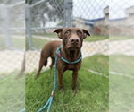 Small #1 Labrador Retriever Mix